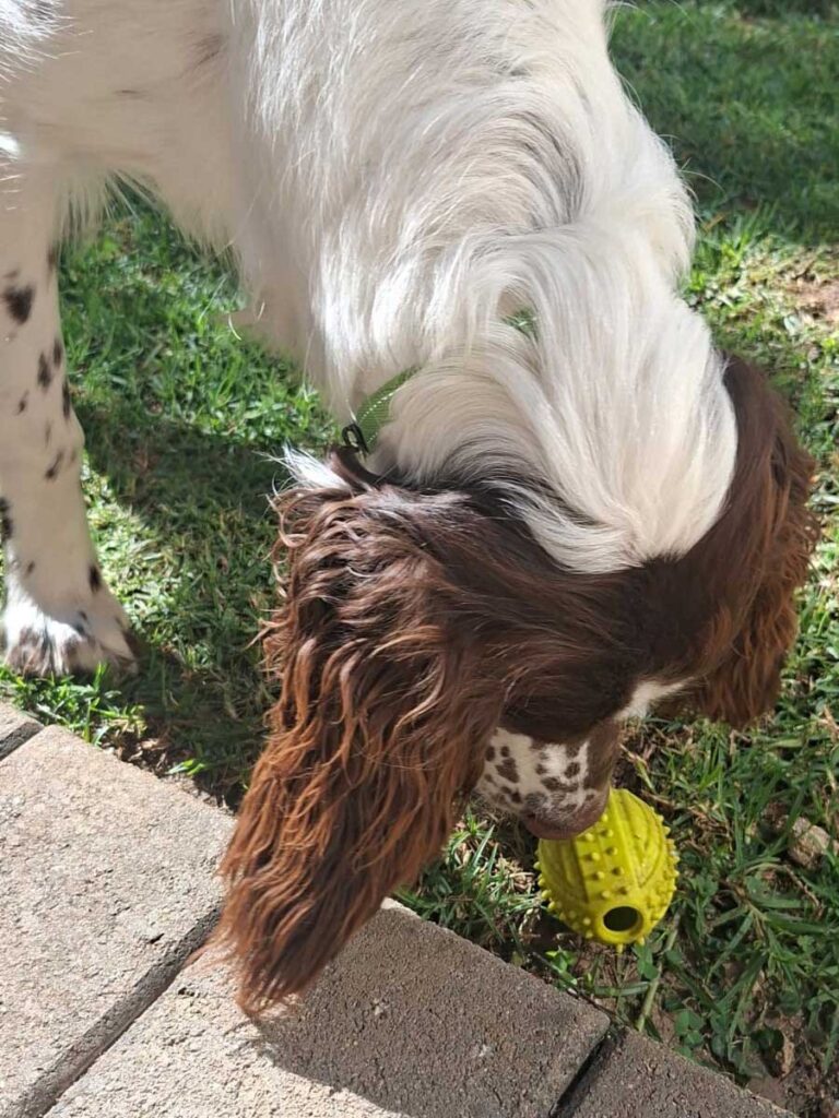 ADOPTED | English Springer Spaniel Puppy Milo | SDA2616 Elite Companion 9 Spaniel Puppy playing