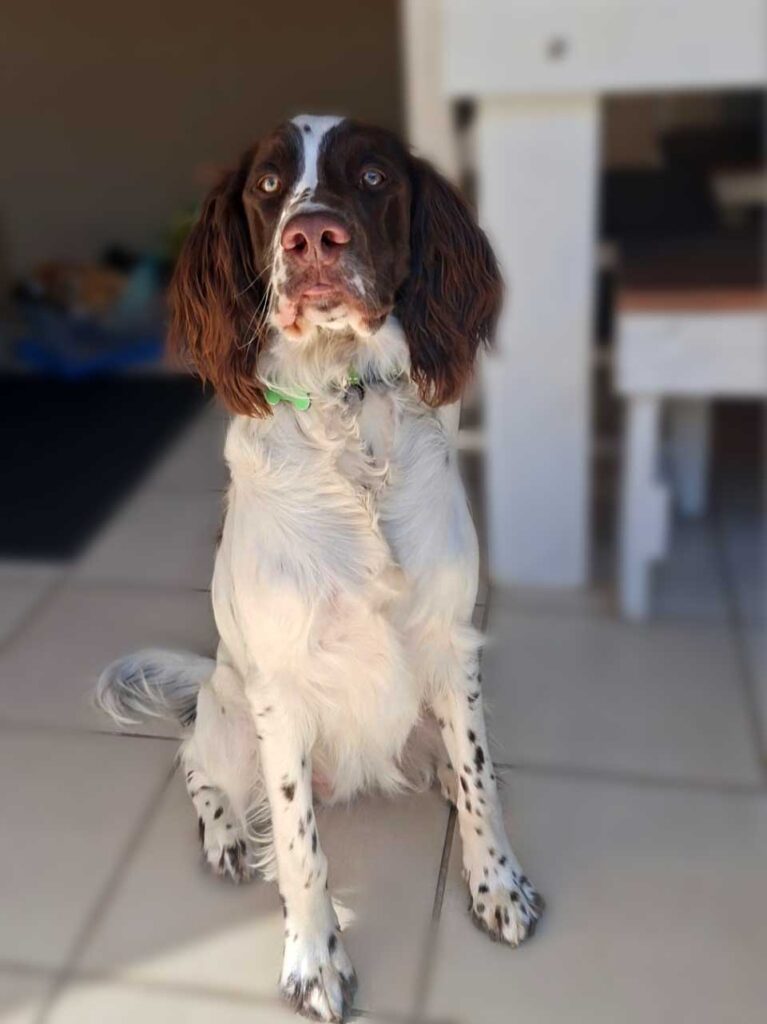 ADOPTED | English Springer Spaniel Puppy Milo | SDA2616 Elite Companion 8 English Springer Spaniel Puppy Milo