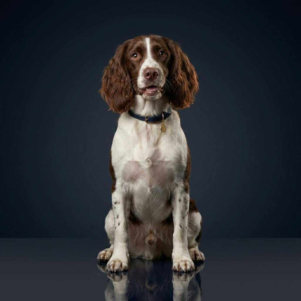 English Springer Spaniel Breed Guide - Small Dog Adoptions & Rehoming