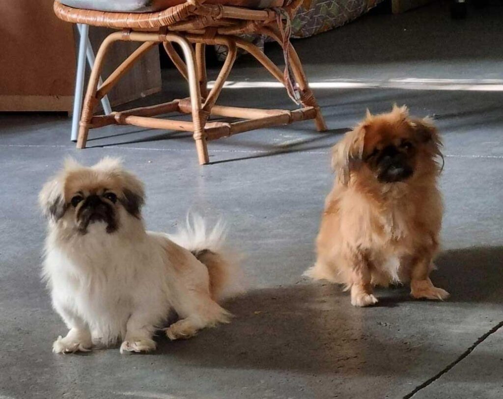 ADOPTED | Pekingese Estie | SDA2625 Elite Companion 12 Pekingese: Estie 10 year old mother and Brandy 5 year old female daughter