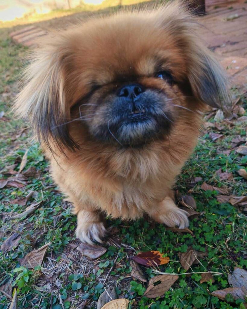 ADOPTED | Pekingese Estie | SDA2625 Elite Companion 8 Peke Senior