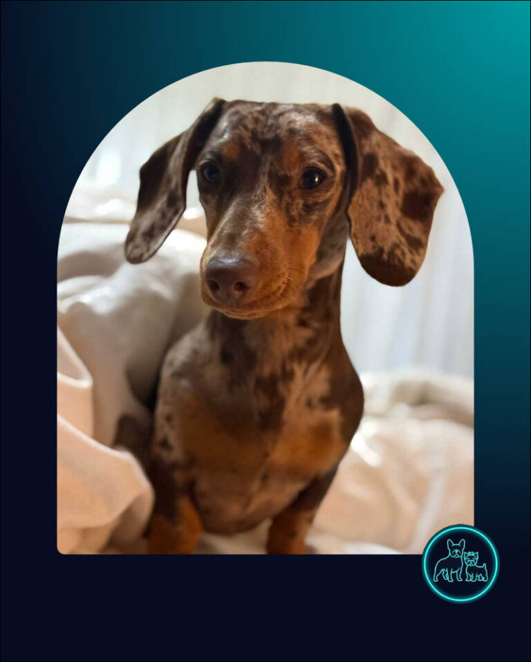 adopt miniature dachshund Luna