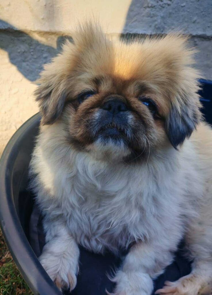 ADOPTED | Pekingese Brandy | SDA2626 Elite Companion 9 adopt 5 year old Pekingese Female Brandy
