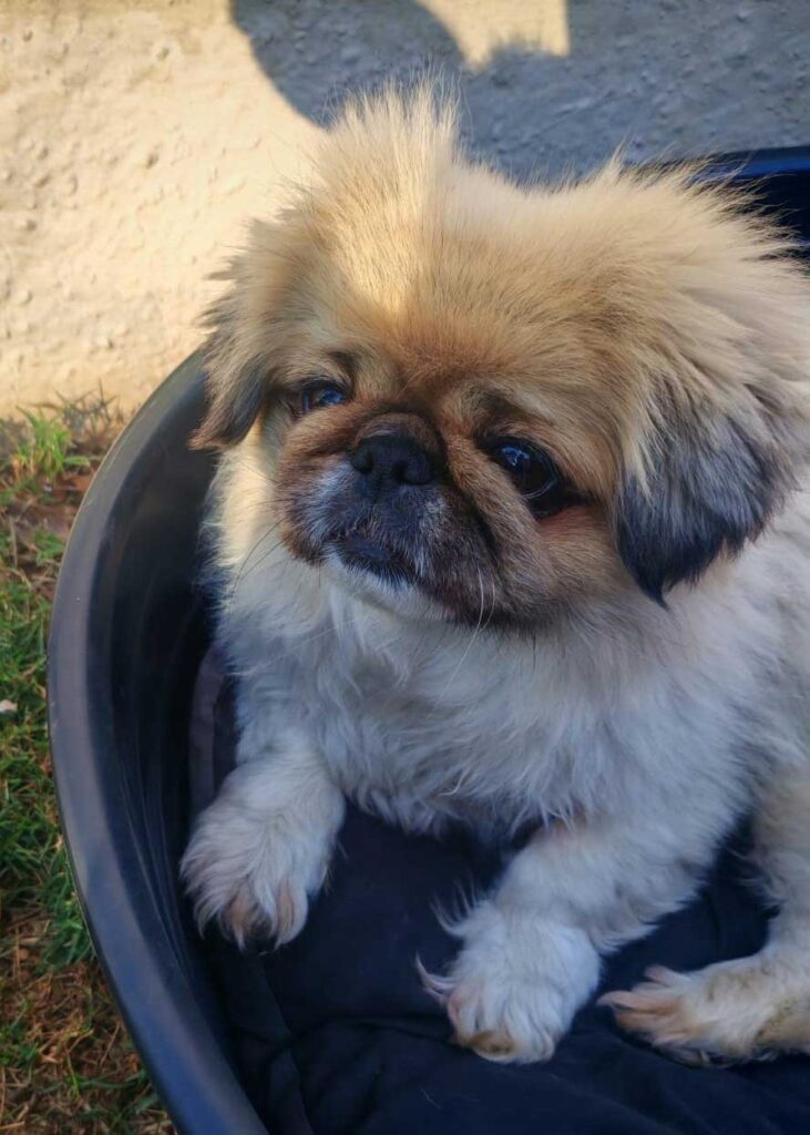 ADOPTED | Pekingese Brandy | SDA2626 Elite Companion 6 adopt small Pekingese Female Brandy