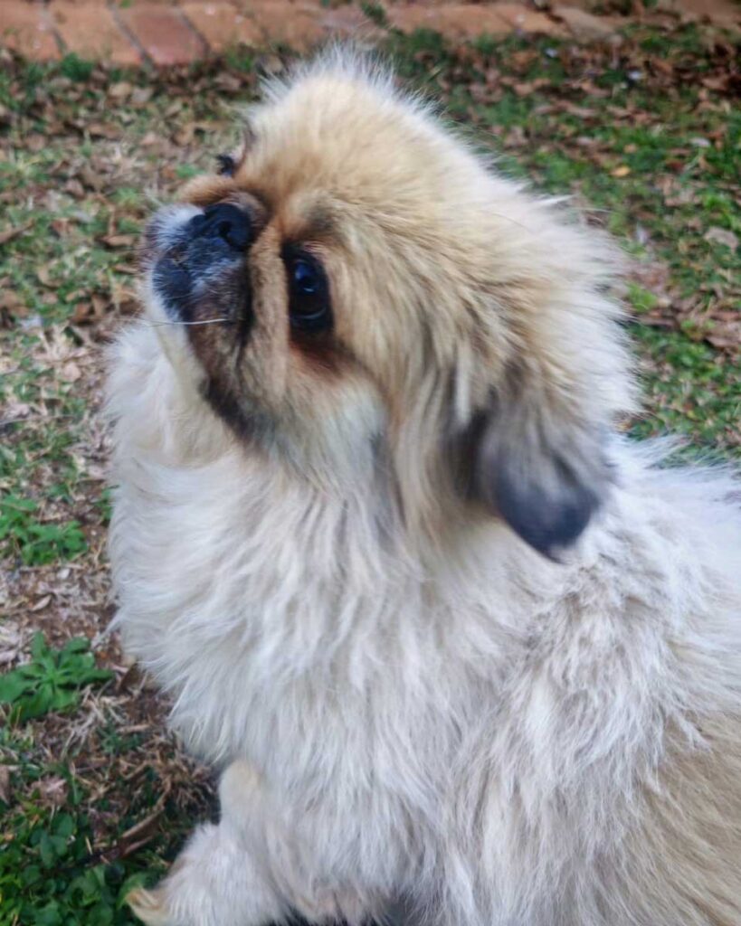 ADOPTED | Pekingese Brandy | SDA2626 Elite Companion 5 Small Dog Adoptions & Rehoming, a small 5 year old female Pekingese or Peke, available for adoption in Pretoria