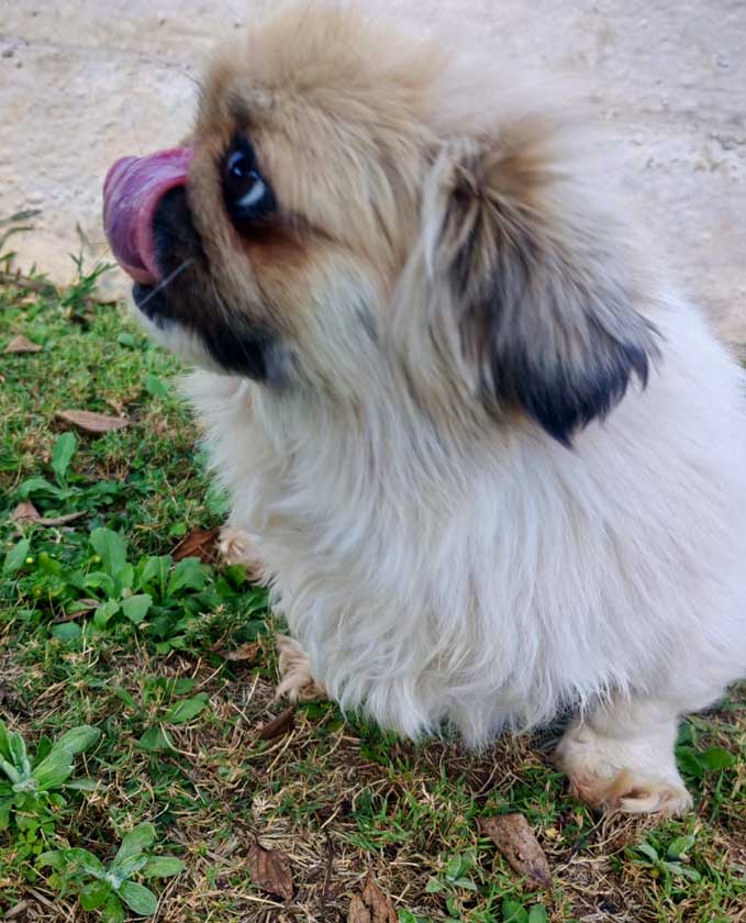 ADOPTED | Pekingese Brandy | SDA2626 Elite Companion 11 5 year old Peke Female