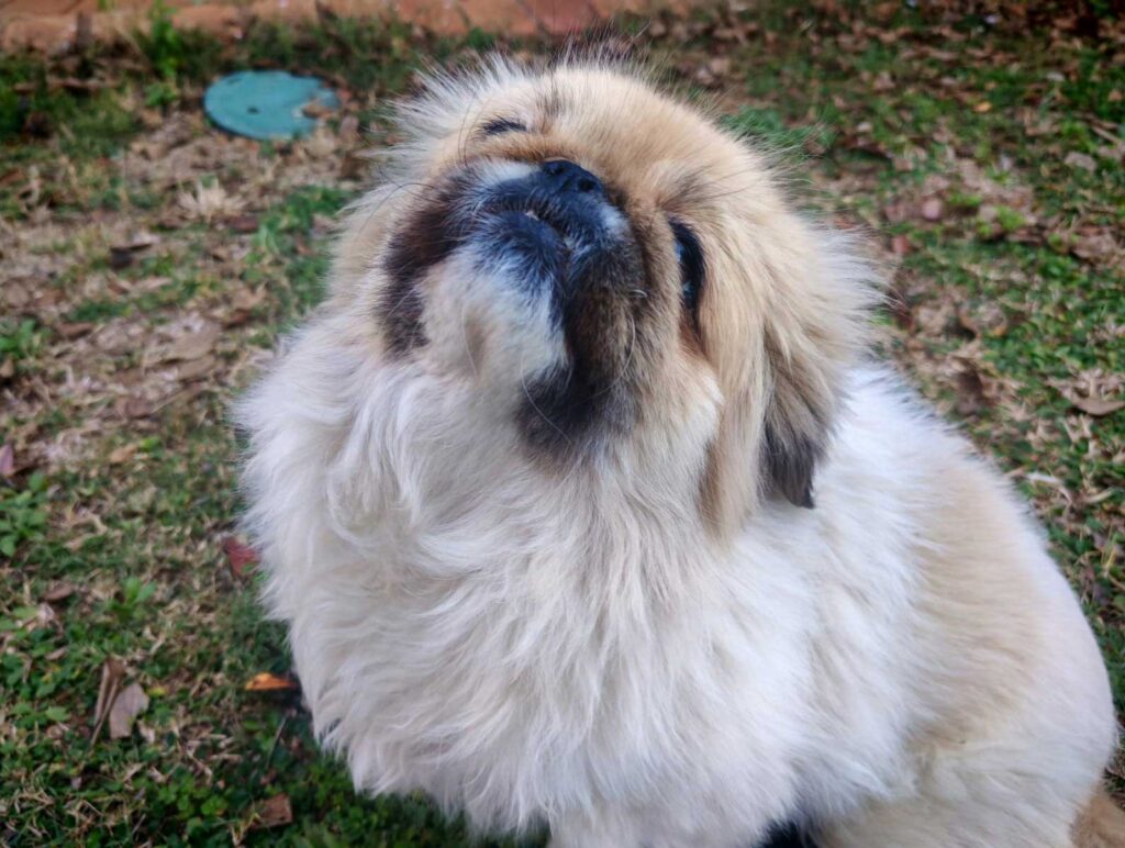 ADOPTED | Pekingese Brandy | SDA2626 Elite Companion 10 Adult Peke Female Brandy