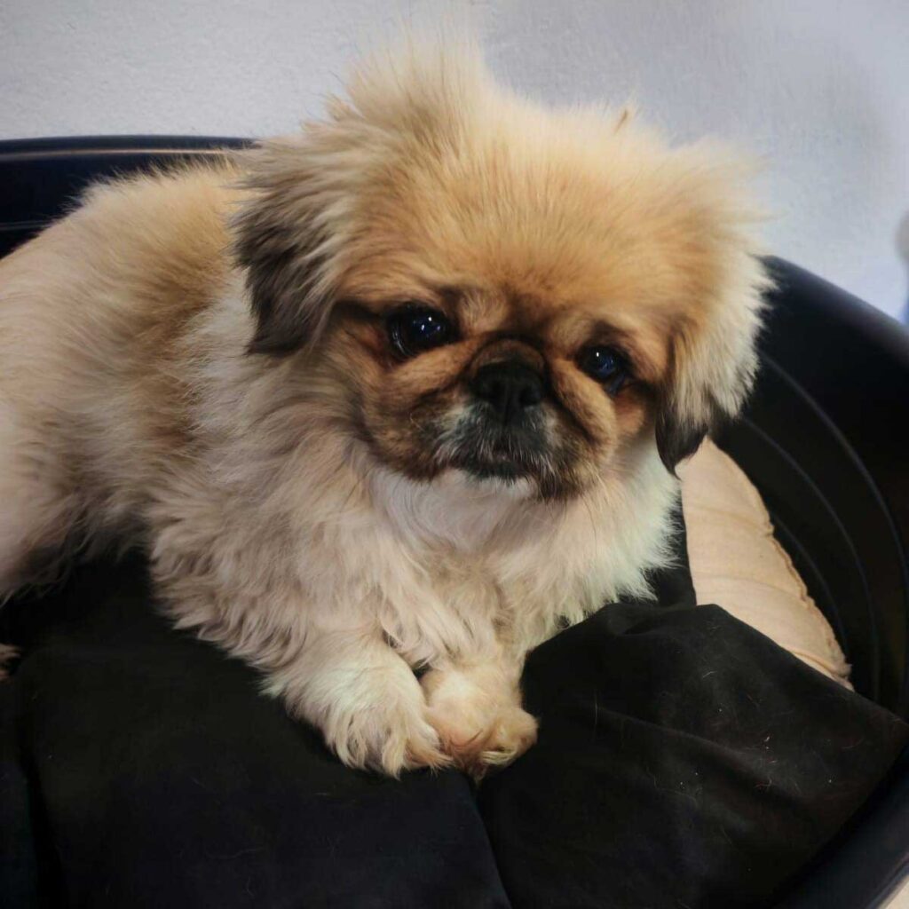 ADOPTED | Pekingese Brandy | SDA2626 Elite Companion 8 Brandy 5 year old Pekingese Female for adoption through Small Dog Adoptions