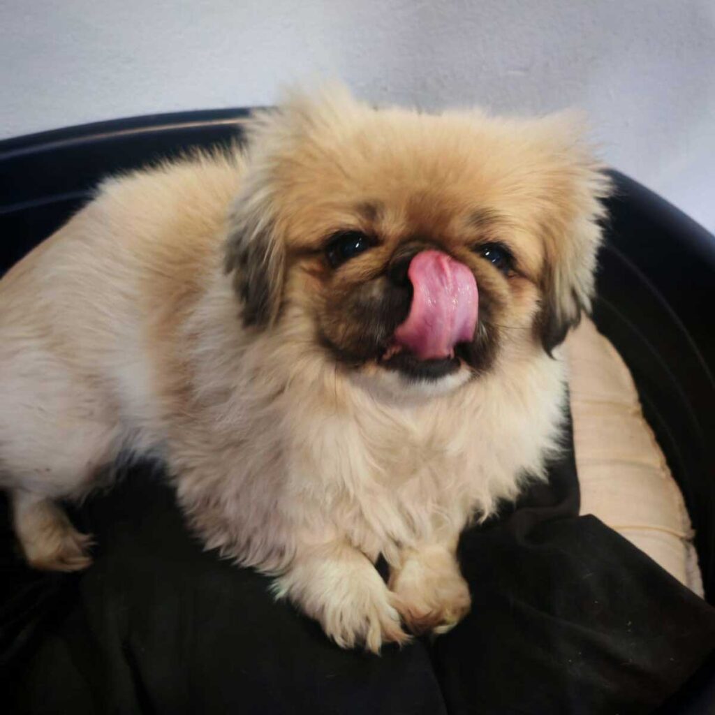 ADOPTED | Pekingese Brandy | SDA2626 Elite Companion 4 Platgessigie Female