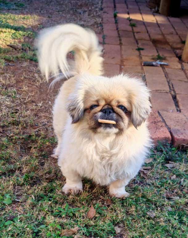 ADOPTED | Pekingese Brandy | SDA2626 Elite Companion 7 5 year old female Peke