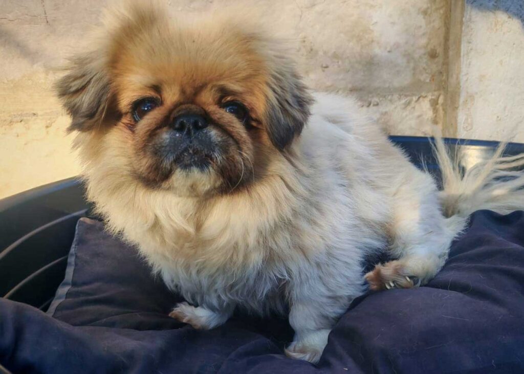 ADOPTED | Pekingese Brandy | SDA2626 Elite Companion 3 adopt Pekingese Female Brandy