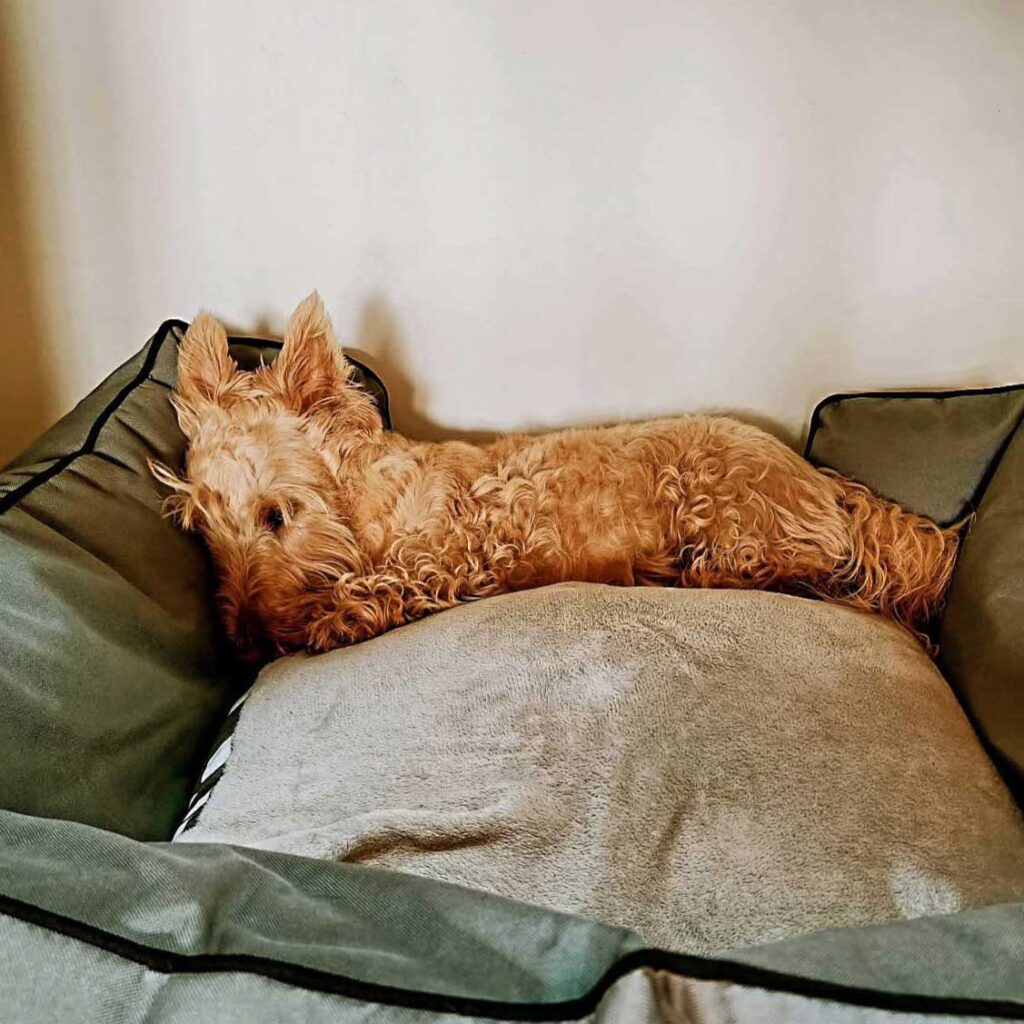 Adopt Scottish Terriers Gracie & Frankie | SDA2617 Elite Companions 8 Wheaten Female Scottie