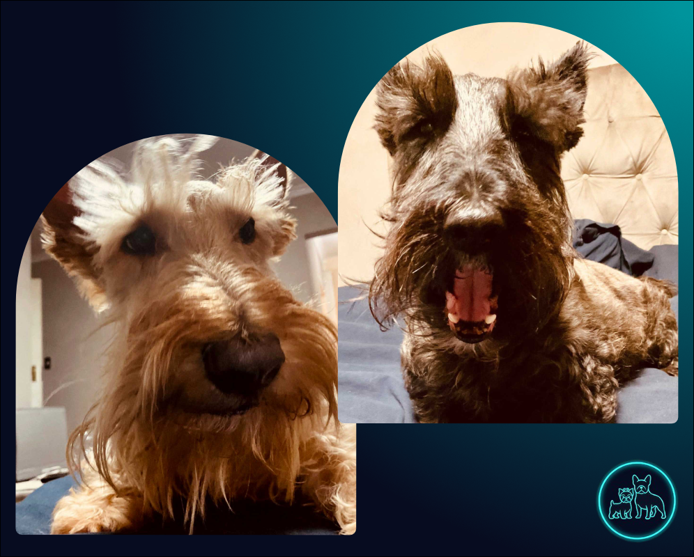 Adopt Scottish Terriers Gracie & Frankie | SDA2617 Elite Companions 2 Scottish Terriers Gracie & Frankie 8 year old sisters