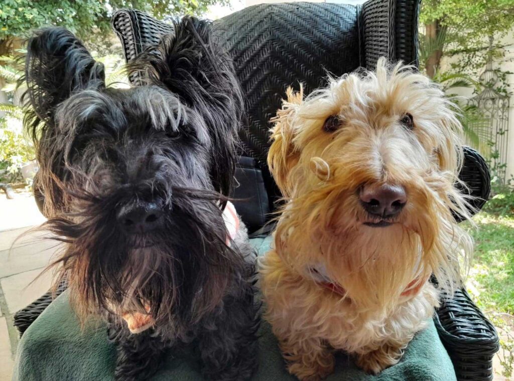 Adopt Scottish Terriers Gracie & Frankie | SDA2617 Elite Companions 7 Scottish Terriers Gracie & Frankie