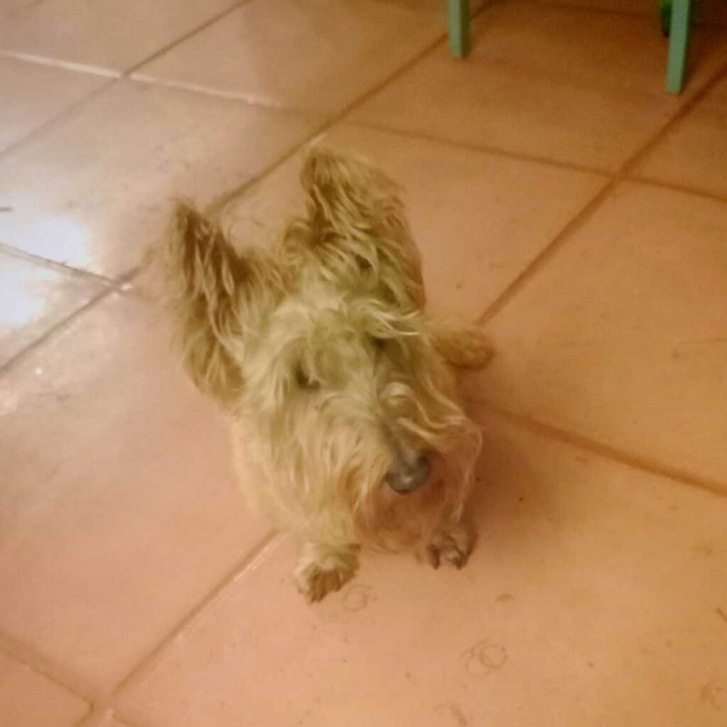 Adopt Scottish Terriers Gracie & Frankie | SDA2617 Elite Companions 5 Scottish Terrier Female 8 years old