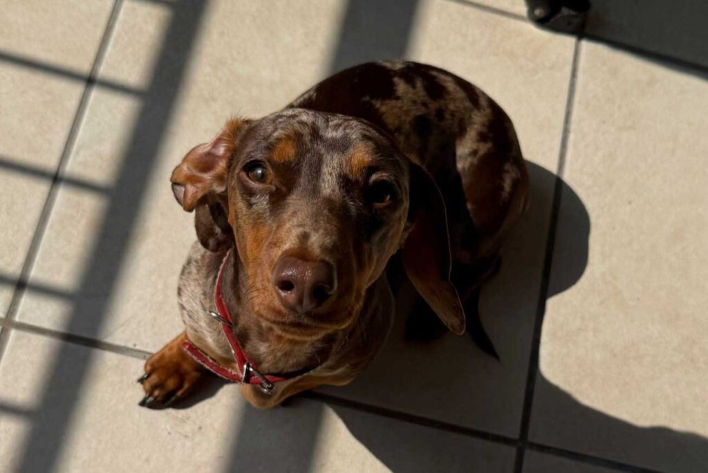 Adopt Miniature Dachshund Luna | SDA2614 Elite Companion 7 female miniature Dachshund