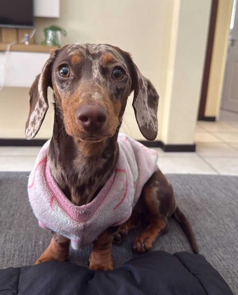 Adopt Miniature Dachshund Luna | SDA2614 Elite Companion 6 female adopt miniature dachshund Luna
