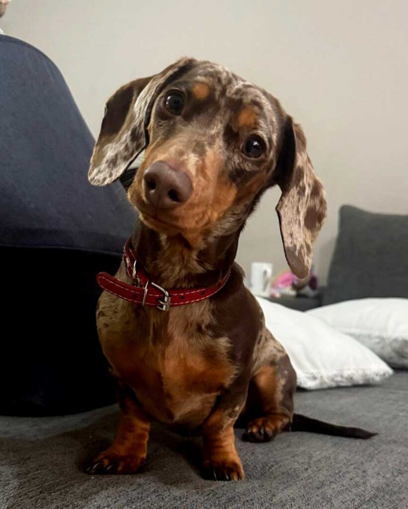 Adopt Miniature Dachshund Luna | SDA2614 Elite Companion 4 Luna Female Dachshund 5