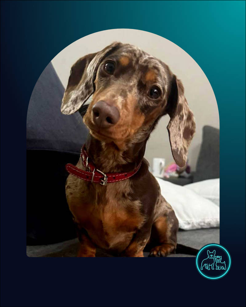 Adopt Miniature Dachshund Luna | SDA2614 Elite Companion 2 Adopt Miniature DACHSHUND LUNA