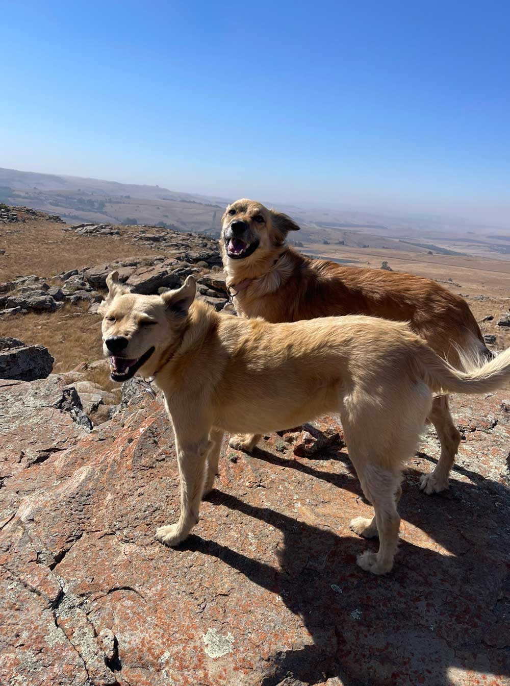 Rehoming Review Luna & Molly
Luna Female GSD cross Collie and Molly Collie cross Retriever