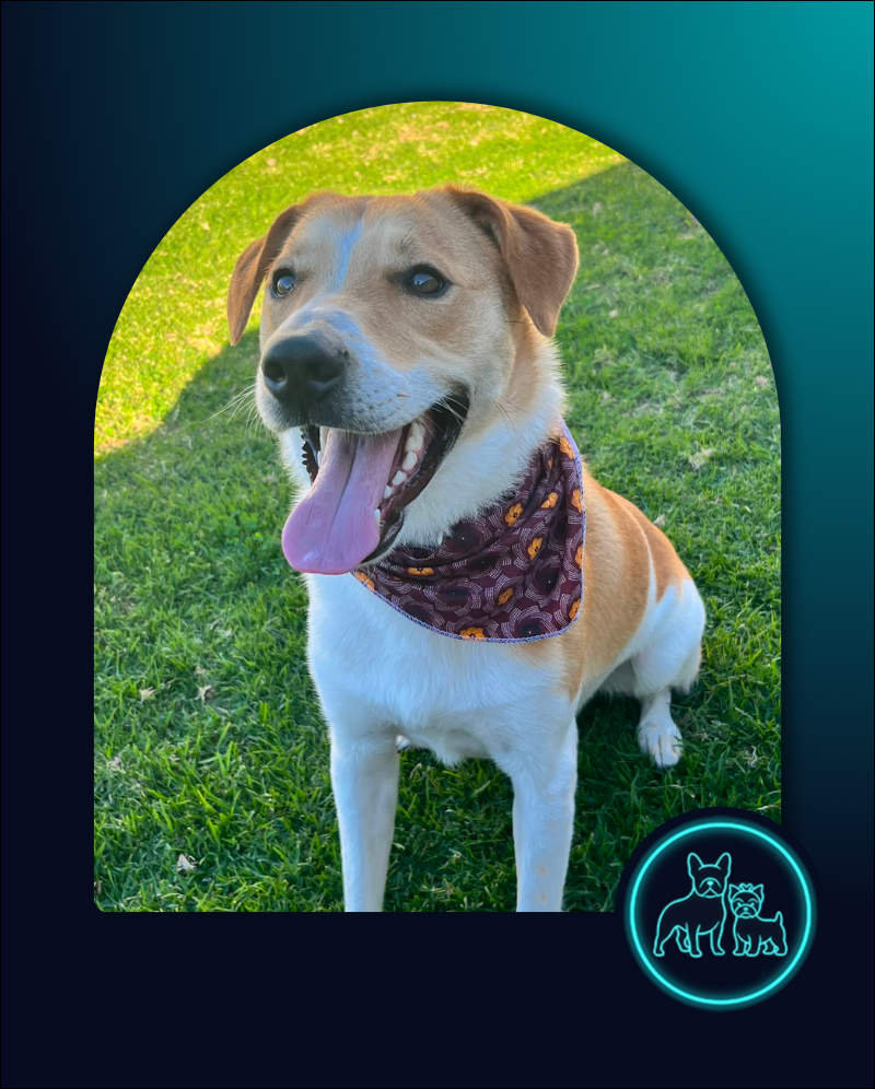 Collie cross Jack Russell, Stellenbosch, WC, adopt a dog today