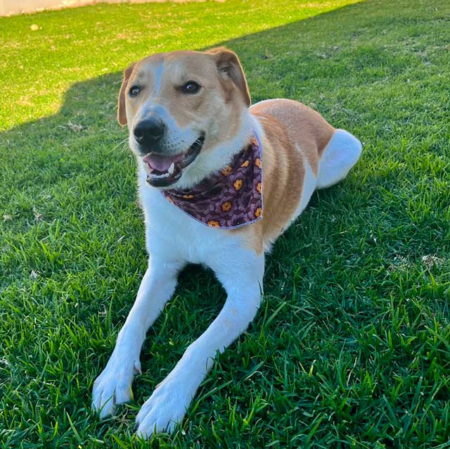 20 month old male collie x jack russell