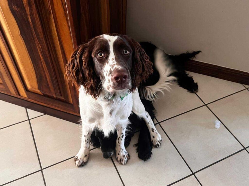 ADOPTED | English Springer Spaniel Puppy Milo | SDA2616 Elite Companion 4 Spaniel puppy sitting on an older Spaniels head