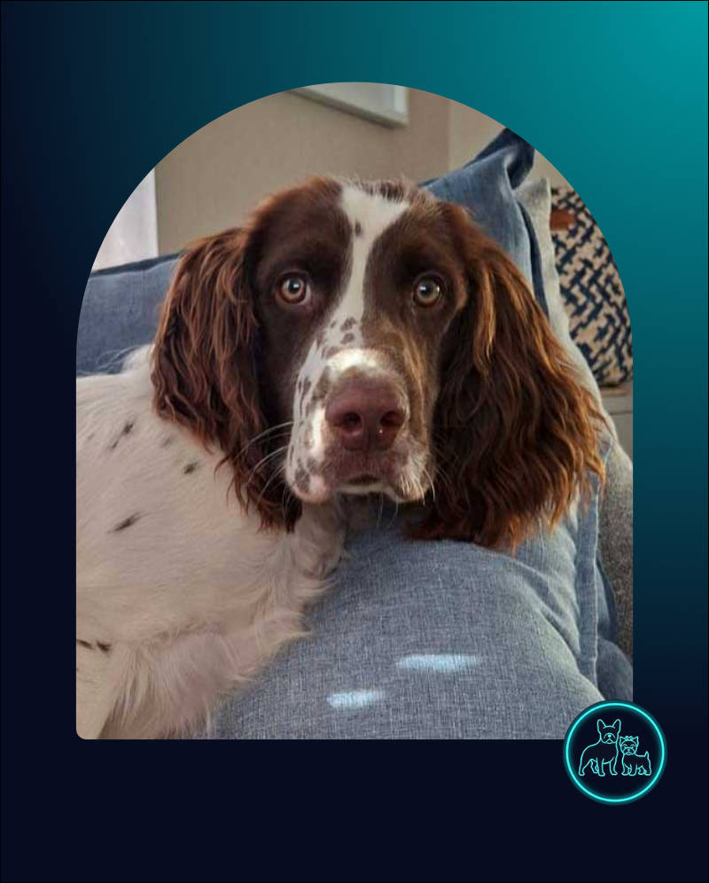 ADOPTED | English Springer Spaniel Puppy Milo | SDA2616 Elite Companion 2 English Springer Spaniel Puppy