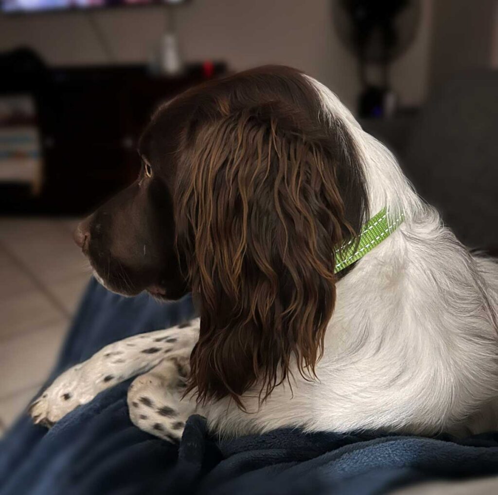 ADOPTED | English Springer Spaniel Puppy Milo | SDA2616 Elite Companion 5 Spaniel Puppy watching TV