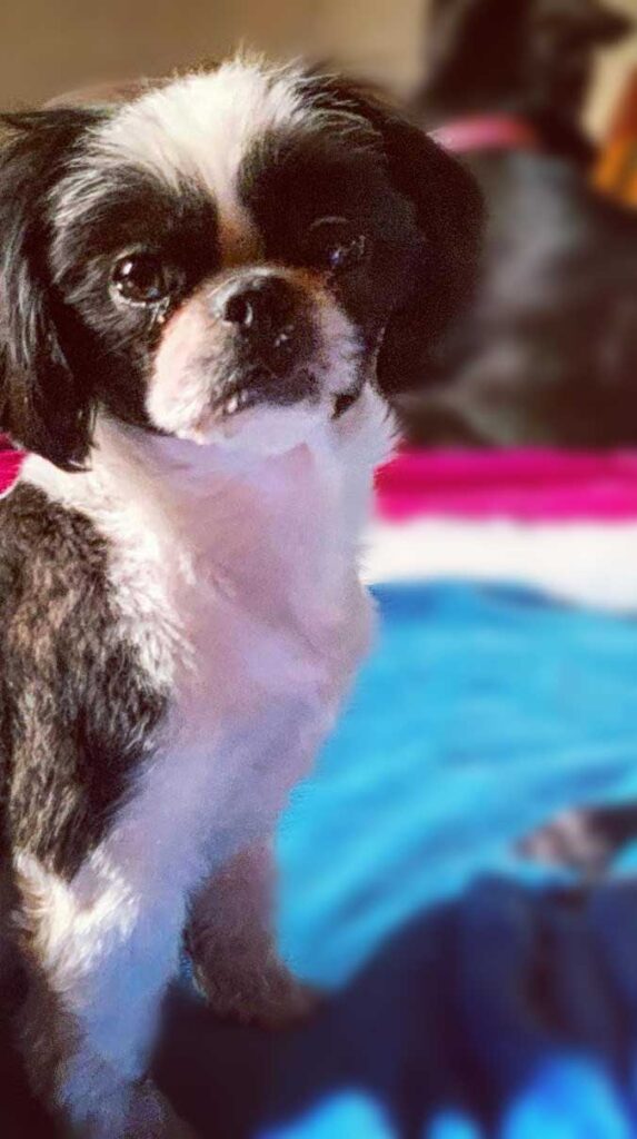 senior Shih Tzu female