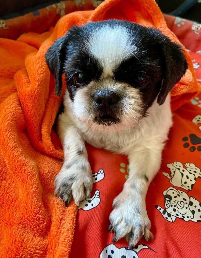 female Shih Tzu