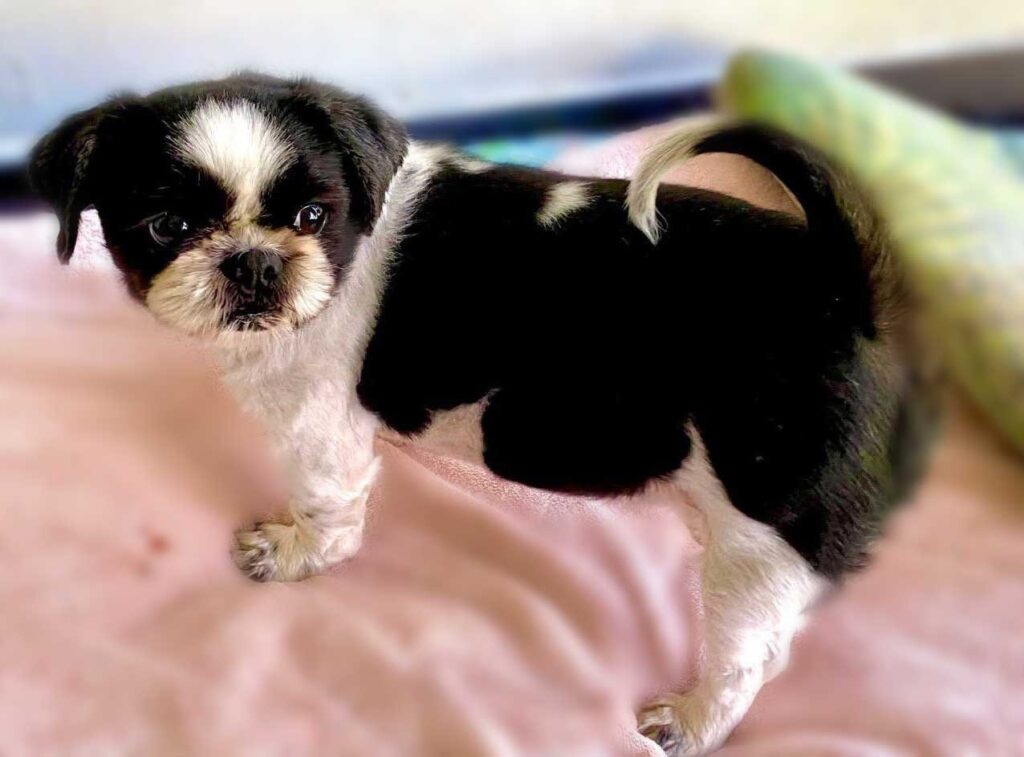 senior Shih Tzu female