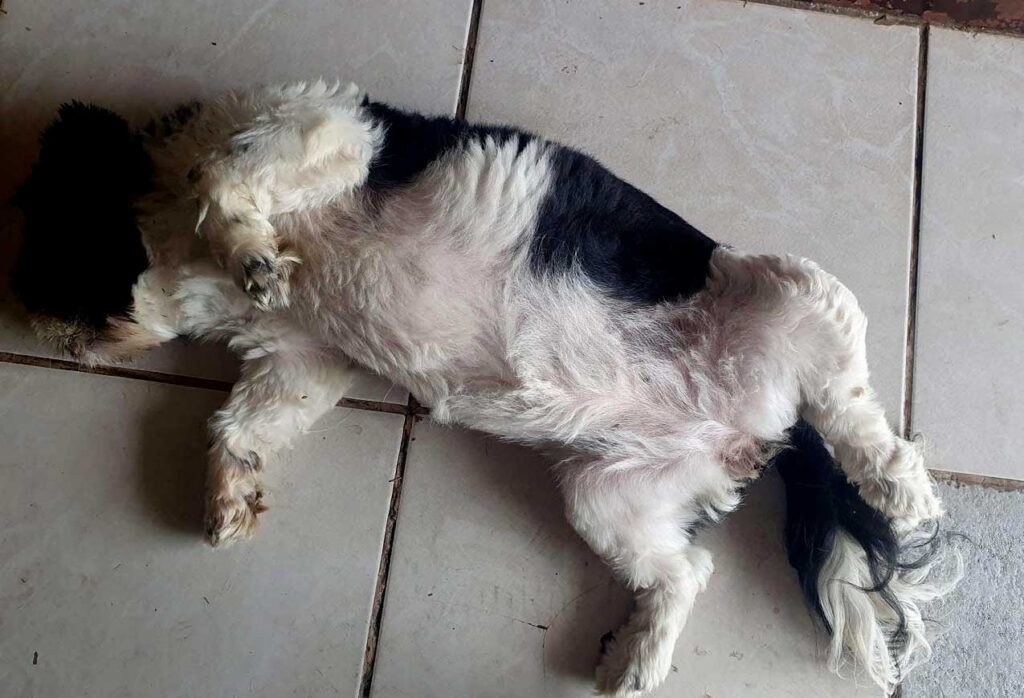 8 year old Shih Tzu
