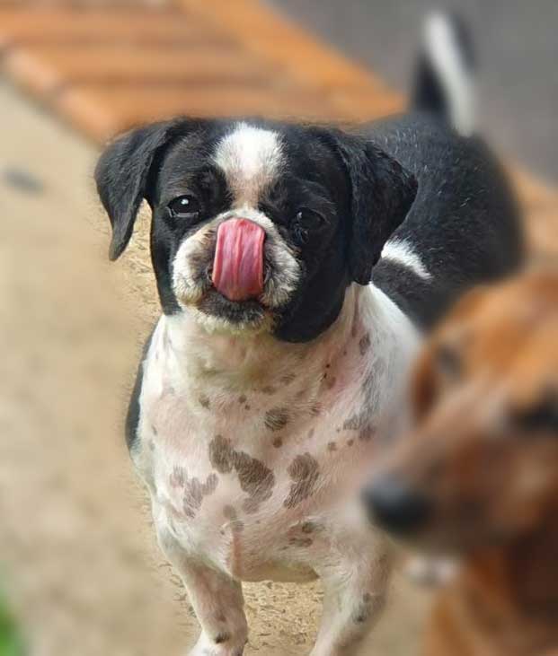 senior Shih Tzu female