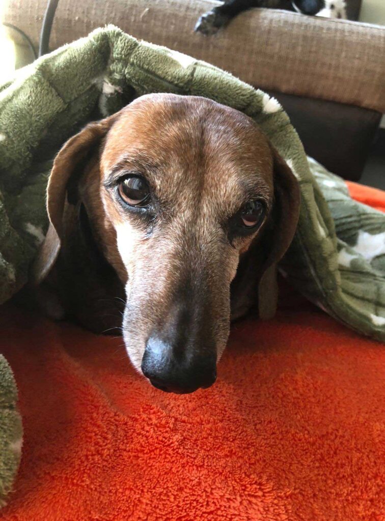 Adopt Senior Dachshund Pavlo | SDA2618 Elite Companion 5 13 year old Daxie