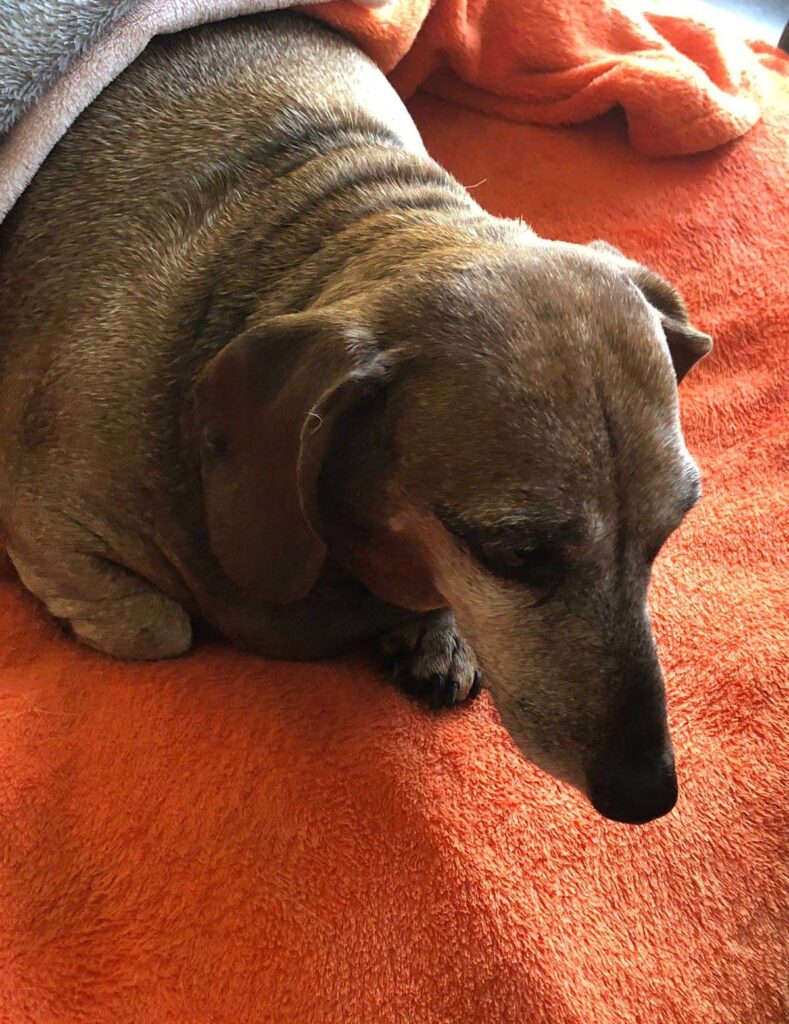 Adopt Senior Dachshund Pavlo | SDA2618 Elite Companion 4 Pavlo 13 year old male Dachshund