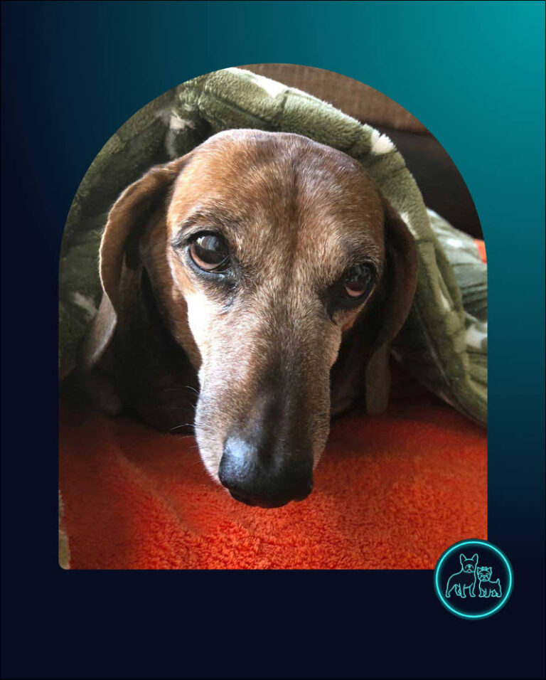 Adopt Senior Dachshund Pavlo | SDA2618 Elite Companion 13 Adopt Senior Dachshund Pavlo