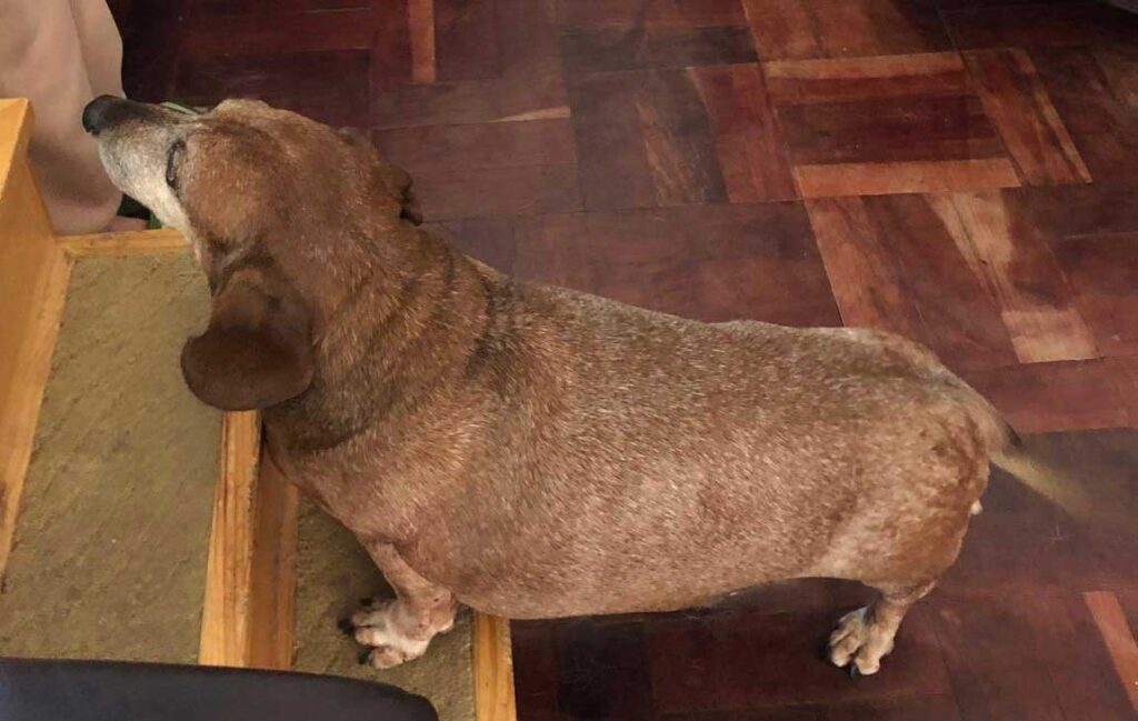Adopt Senior Dachshund Pavlo | SDA2618 Elite Companion 7 Senior Daxie 13 year old male