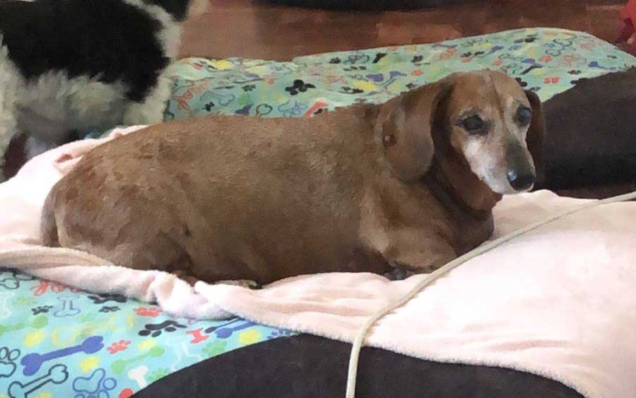 Adopt Senior Dachshund Pavlo | SDA2618 Elite Companion 6 Adopt Senior Dachshund Pavlo