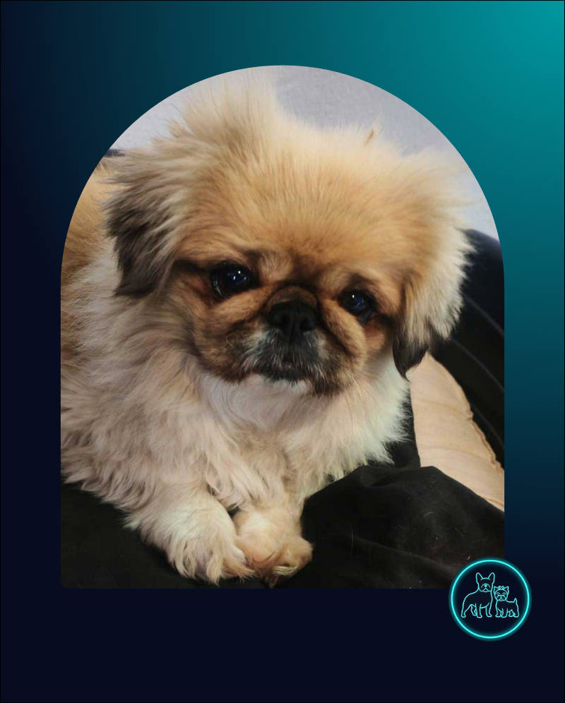ADOPTED | Pekingese Brandy | SDA2626 Elite Companion 1 Pekingese Female Brandy