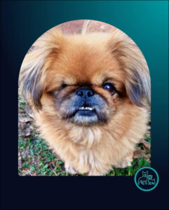 ADOPTED | Pekingese Estie | SDA2625 Elite Companion