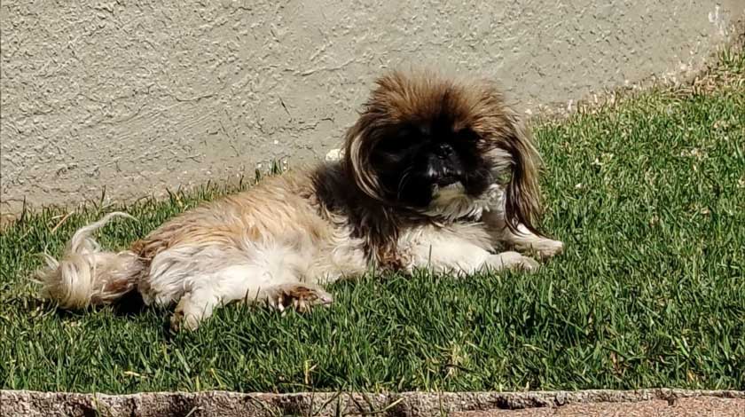 ADOPTED | Pekingese Male Mielie | SDA2629 Elite Companion 13 10 year old male Pekingese