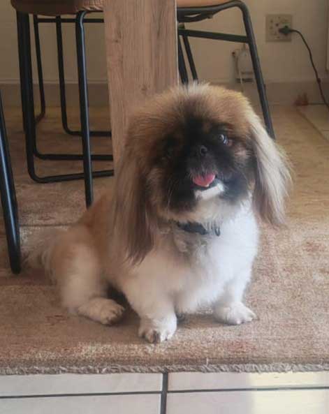 ADOPTED | Pekingese Male Mielie | SDA2629 Elite Companion 8 Adopt senior male Pekingese Mielie