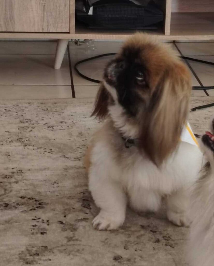 ADOPTED | Pekingese Male Mielie | SDA2629 Elite Companion 7 Available for adoption through Small Dog Adoptions & Rehoming, Male Pekingese Mielie