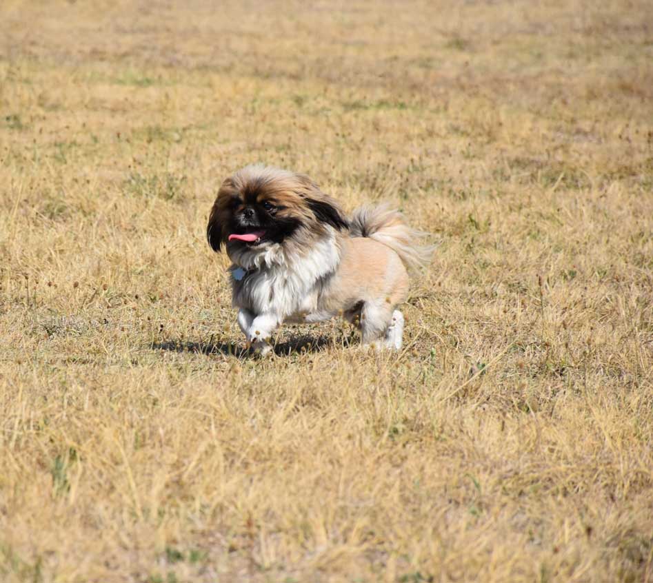 ADOPTED | Pekingese Male Mielie | SDA2629 Elite Companion 12 Active Senior Pekingese male
