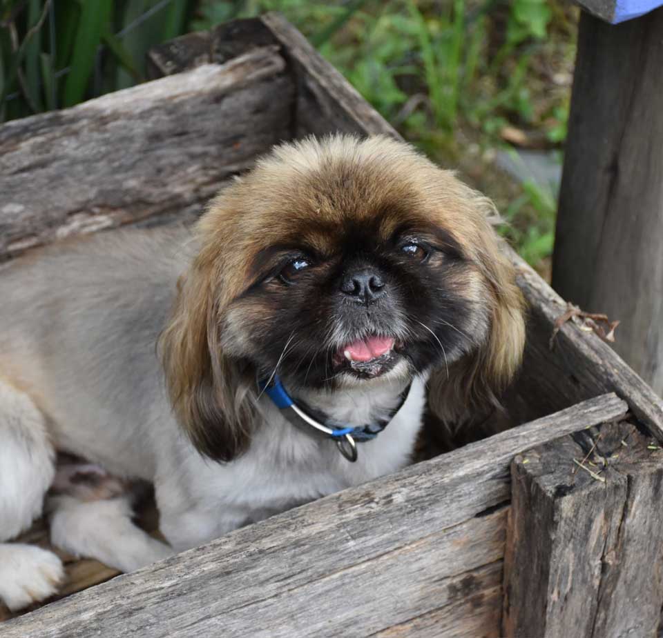 ADOPTED | Pekingese Male Mielie | SDA2629 Elite Companion 10 Pekingese Adoption