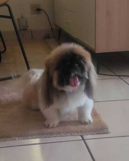 ADOPTED | Pekingese Male Mielie | SDA2629 Elite Companion 9 Adopt a male Pekingese Mielie