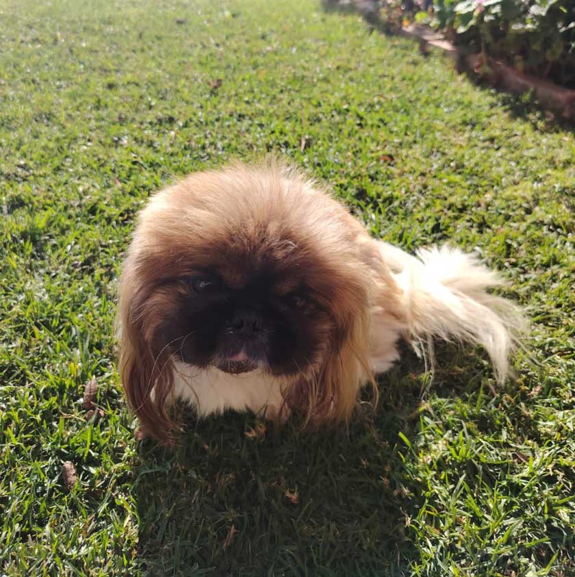 ADOPTED | Pekingese Male Mielie | SDA2629 Elite Companion 4 Adopt senior male Peke