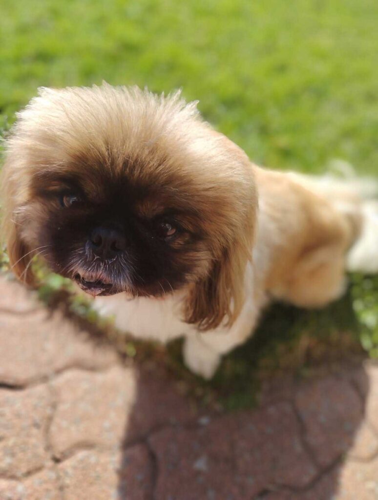 ADOPTED | Pekingese Male Mielie | SDA2629 Elite Companion 6 Adopt Male Peke