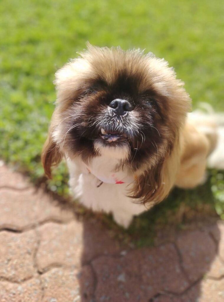 ADOPTED | Pekingese Male Mielie | SDA2629 Elite Companion 3 Pekingese Male Mielie Senior 10 year old 3 1